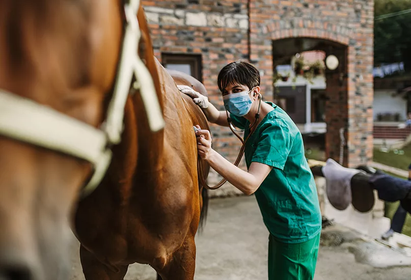 Horse and vet