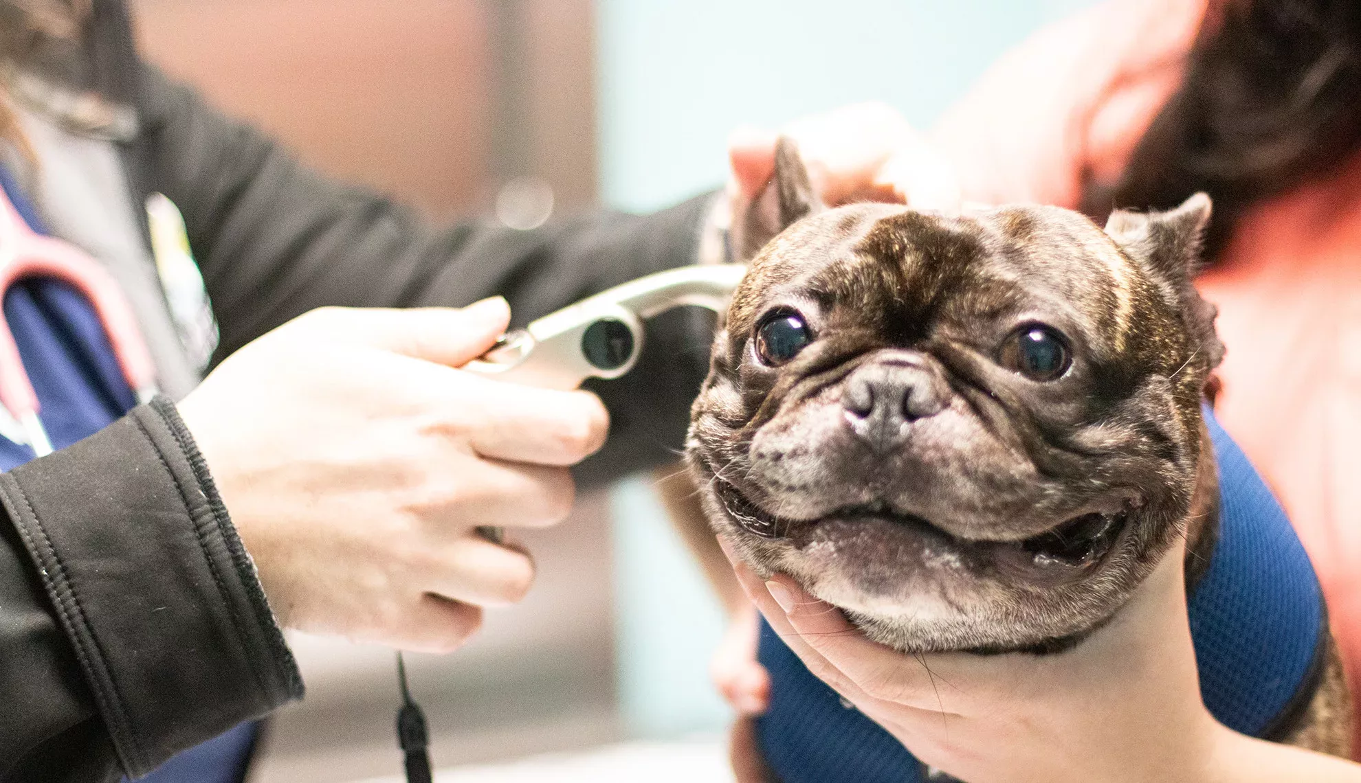 veterinary practice partners